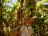 Cape Tribulation Sanctuary -
