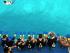 Upolu Reef & Oyster Reef - 