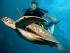 Upolu Reef & Oyster Reef - 