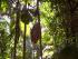 Janbal - 