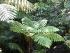 Janbal - 