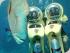 Scuba Doo - 