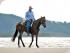 Wonga Beach Horse Rides - New Image