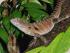 Daintree Cascades Roundhouse - Local Wildlife