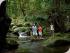 Daintree Walkabout -