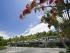 Coconut Grove -