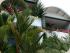 Club Tropical Resort -