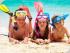 Rendezvous Reef Resort - 