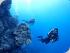 Coral Sea Dreaming -