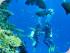 Coral Sea Dreaming -