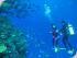 Coral Sea Dreaming -