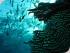 Coral Sea Dreaming -