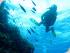 Coral Sea Dreaming -