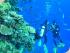 Coral Sea Dreaming -