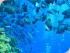 Coral Sea Dreaming -