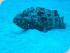 Coral Sea Dreaming -