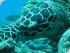 Coral Sea Dreaming -