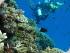Coral Sea Dreaming -