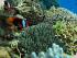 Coral Sea Dreaming -