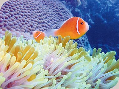 Whitsunday Getaway - 