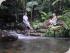 Daintree Cascades Cottage -