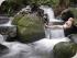 Daintree Cascades Cottage -