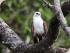 Daintree River Experience -