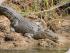Daintree River Experience -