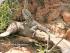 Daintree River Experience -