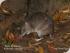 Daintree River Experience -