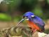 Daintree River Experience -