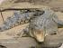 Daintree River Experience -