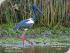 Daintree River Experience -