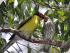 Daintree River Experience -