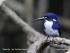 Daintree River Experience -