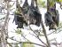 Daintree River Experience -