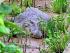 Daintree River Experience -