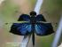 Daintree River Experience -