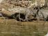 Daintree River Experience -