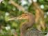 Daintree River Experience -