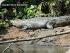 Daintree River Experience -