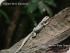 Daintree River Experience -