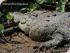 Daintree River Experience -