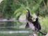Daintree River Experience -