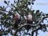 Daintree River Experience -