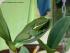 Daintree River Experience -