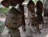 Green Island Resort -