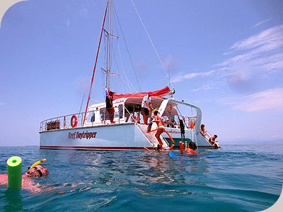 Reef Daytripper - 