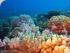 Reef Daytripper - 