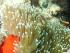 Reef Daytripper - 